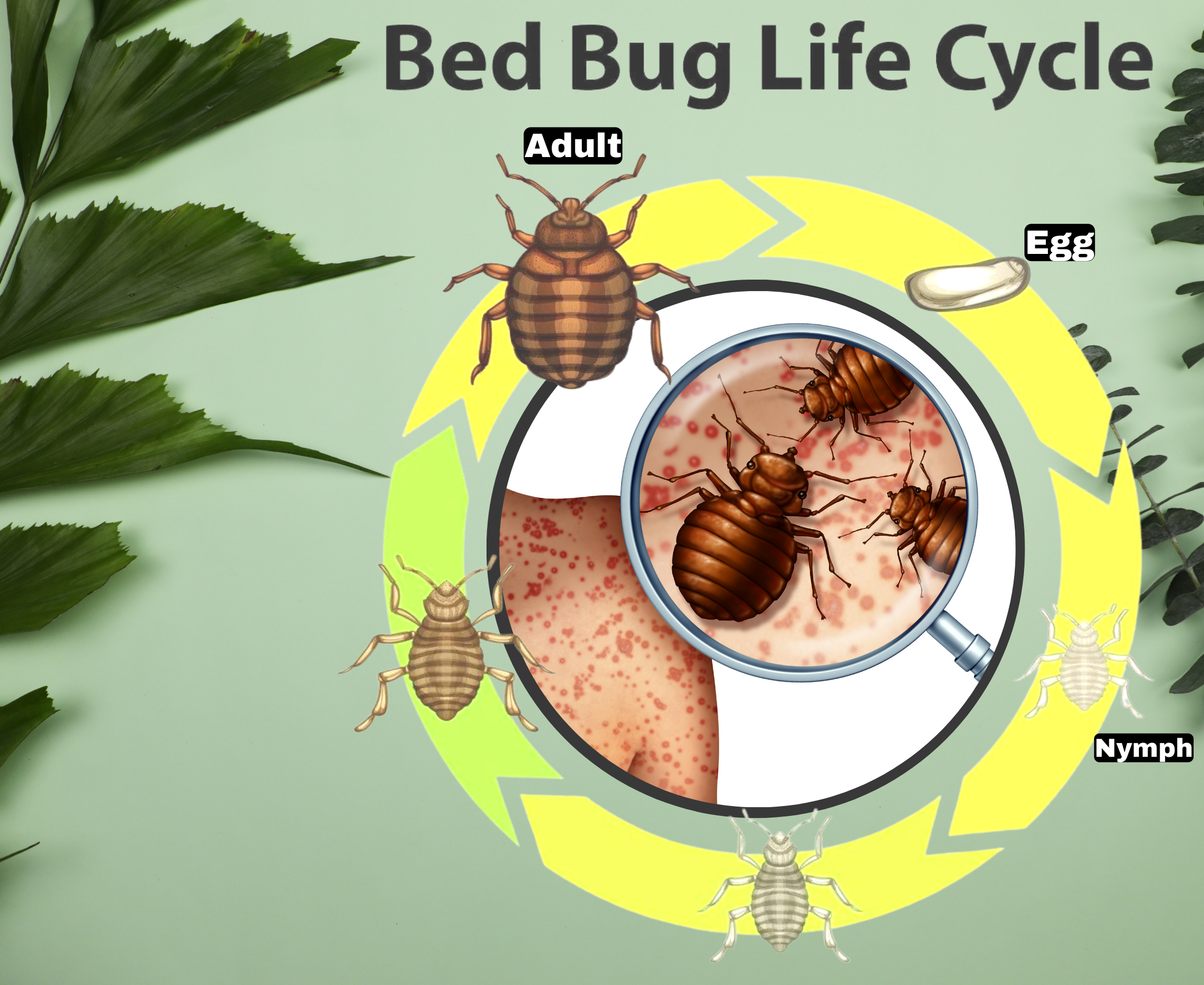 What are bed bugs and their life stages?