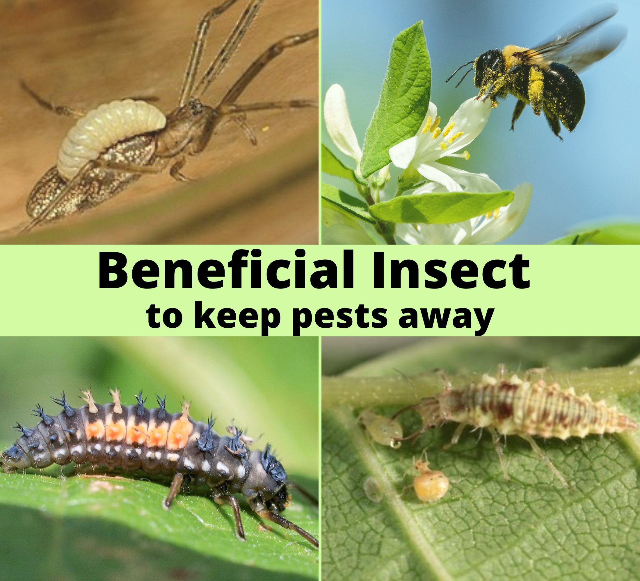 Friendly insects which used as natural Pest controllers?