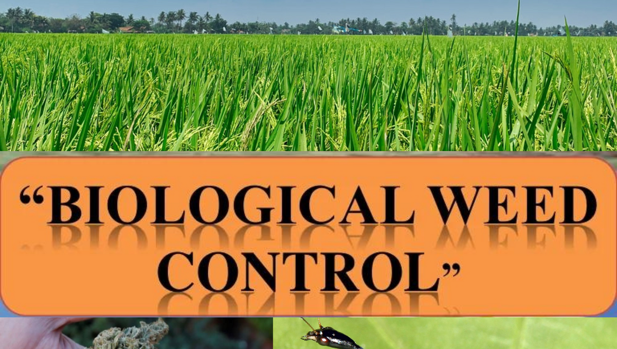 Organic herbicides biologically control both pests and weed how?