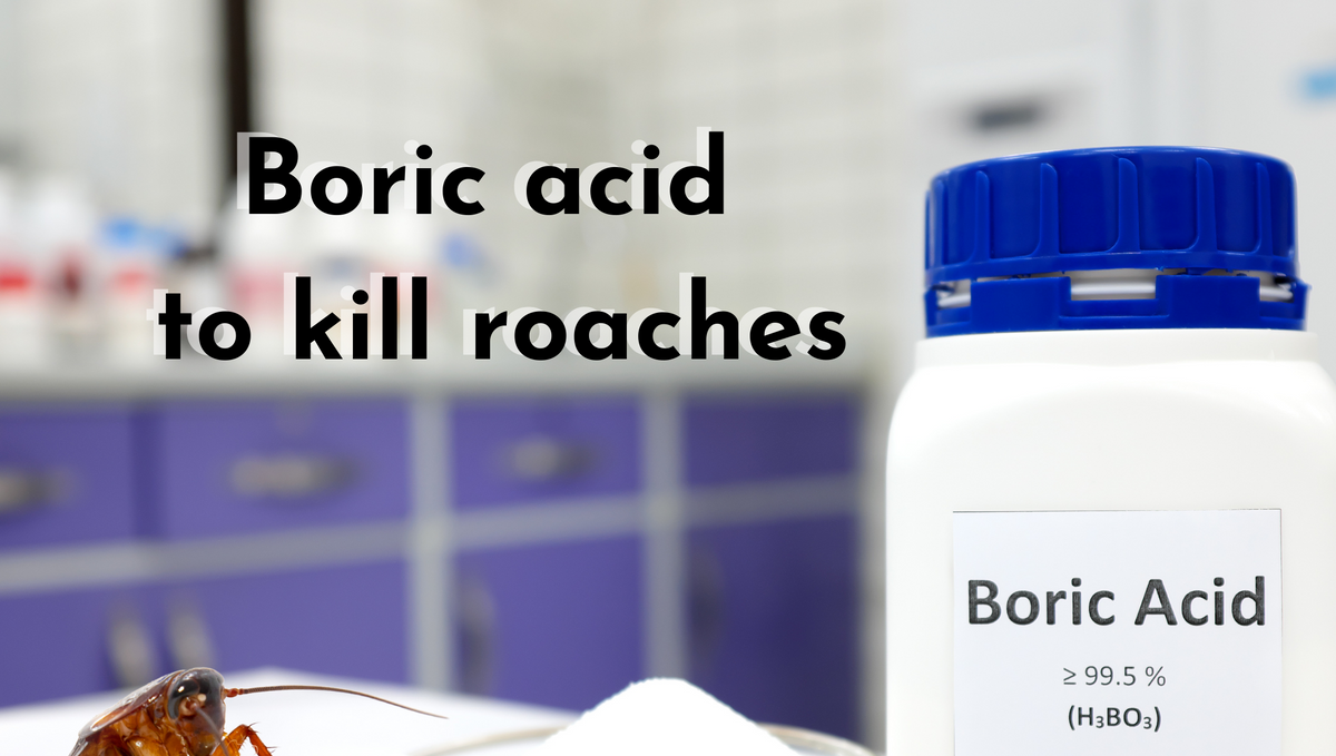 Boric Acid for Cockroaches: How Boric Acid Works on Roaches