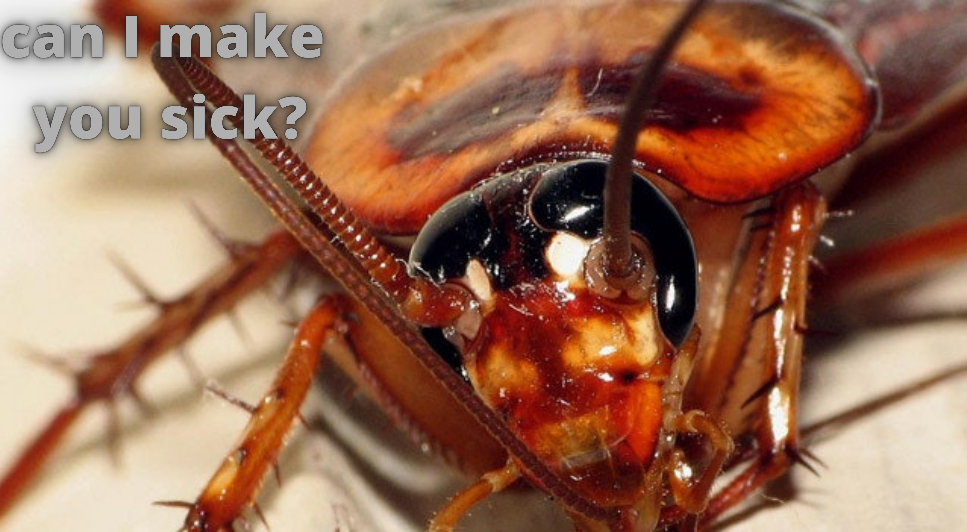 How cockroach can make you sick?