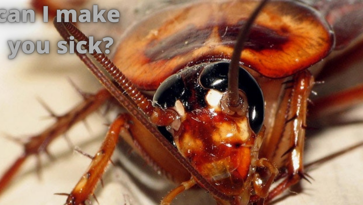 How cockroach can make you sick?