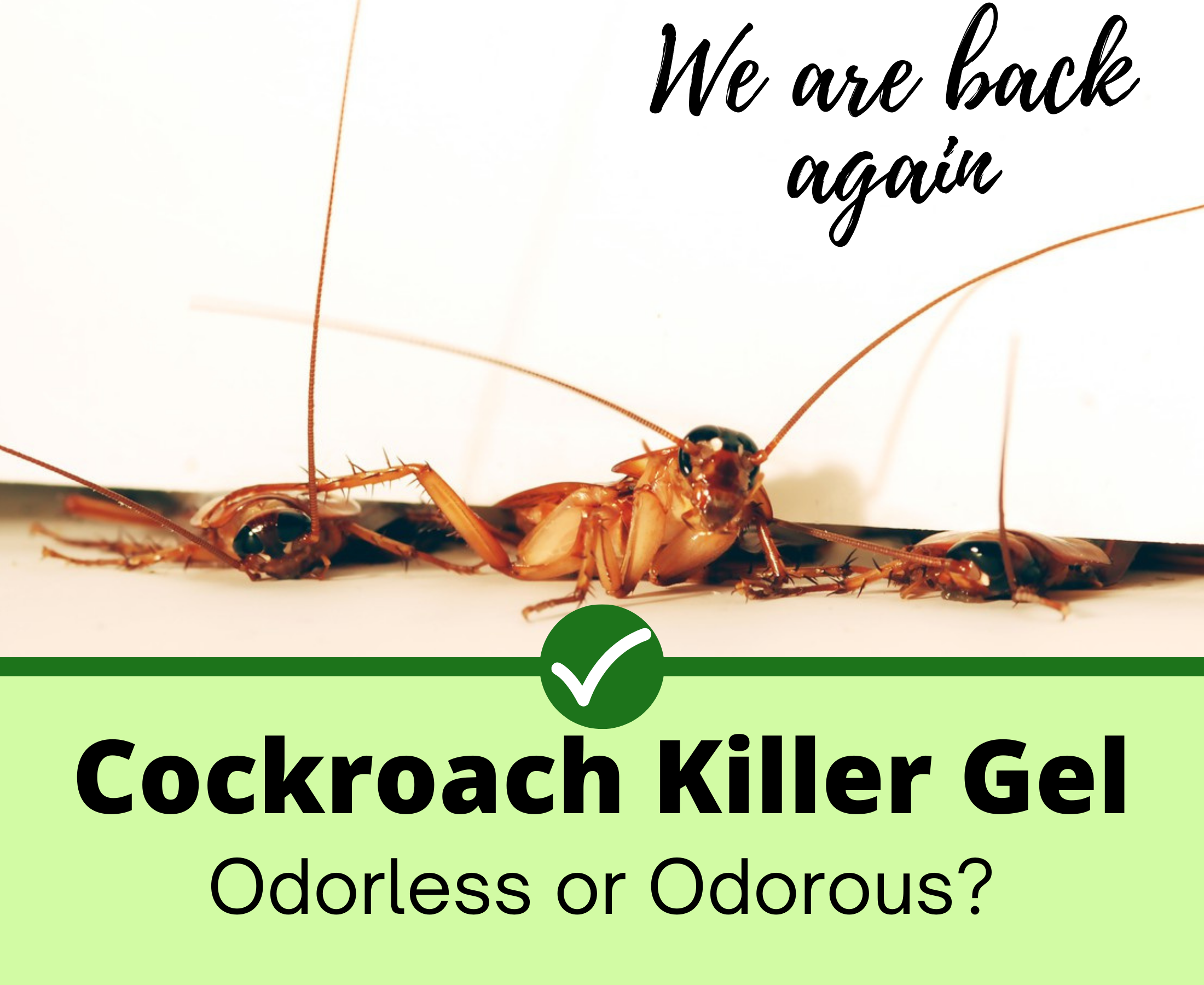Cockroach pest control - Odorless or odorous?