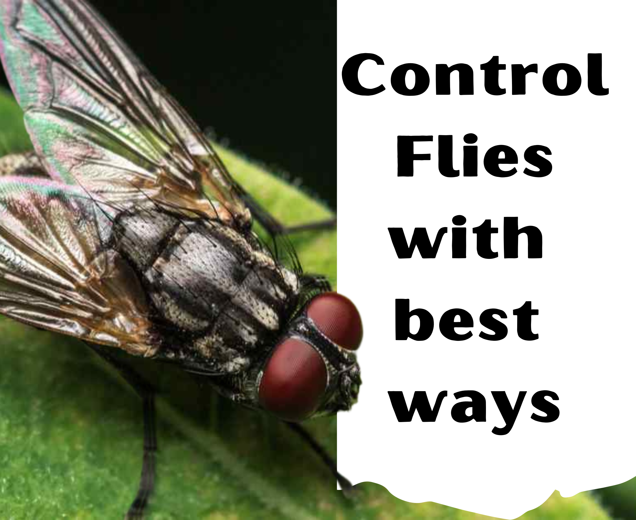 What is the best way to control flies?