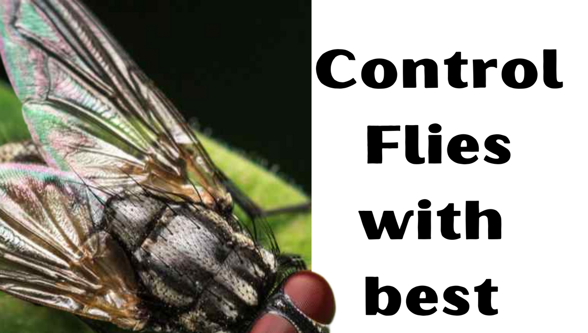 What is the best way to control flies?