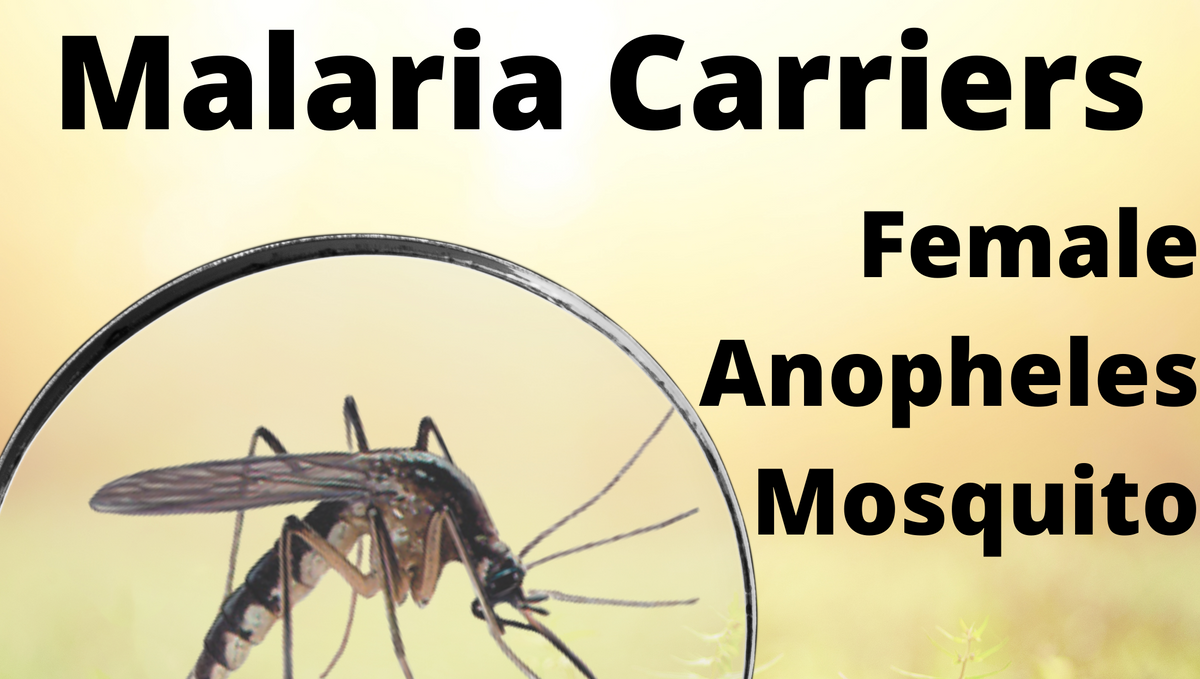 What is the difference between a normal mosquito and a malaria mosquito?