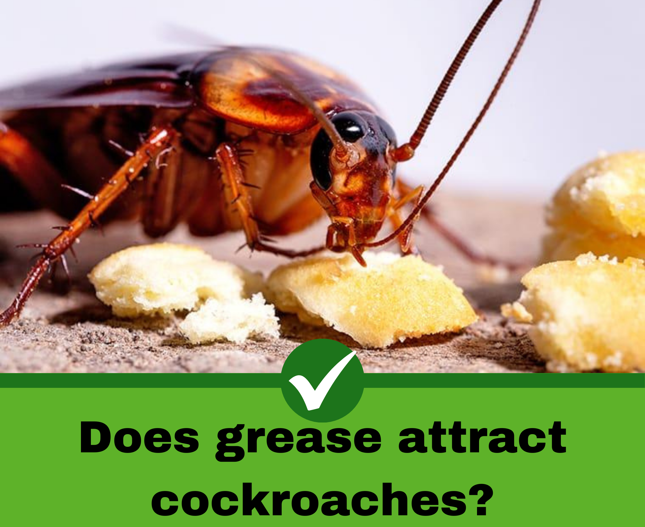 Is mixing grease in gel bait more effective against cockroaches?