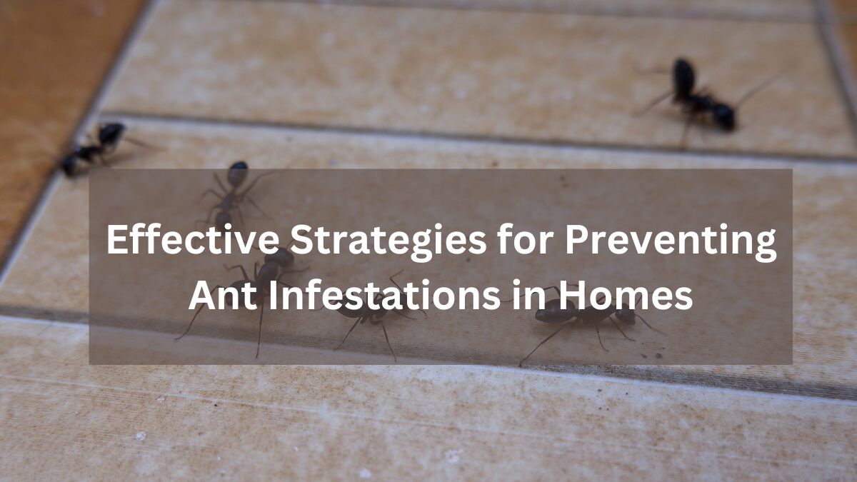Effective Strategies for Preventing Ant Infestations in Homes
