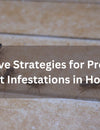 Effective Strategies for Preventing Ant Infestations in Homes