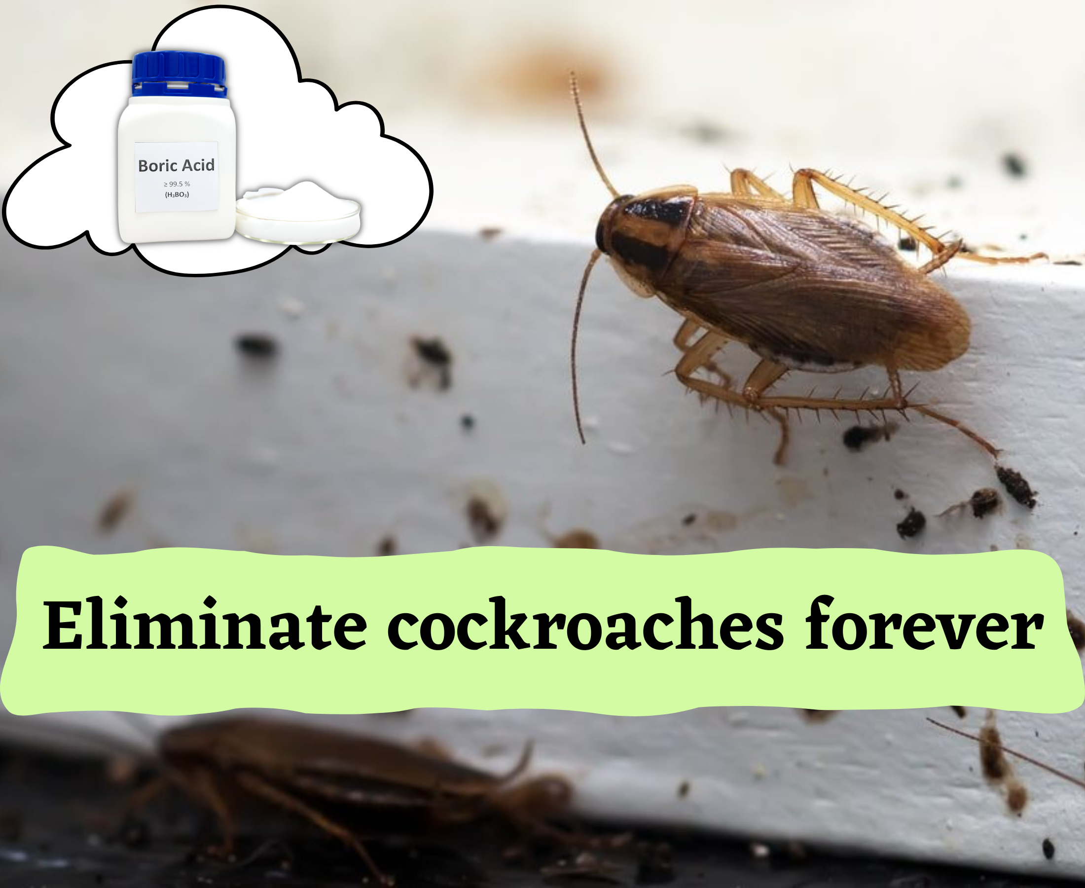 How to eliminate cockroaches from homes forever?