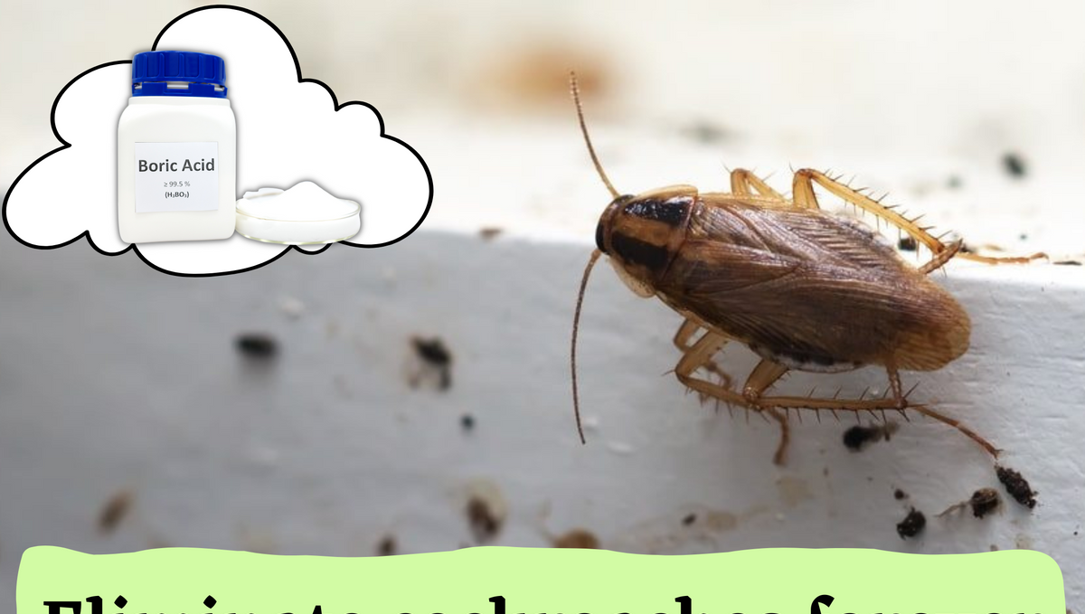 How to eliminate cockroaches from homes forever?