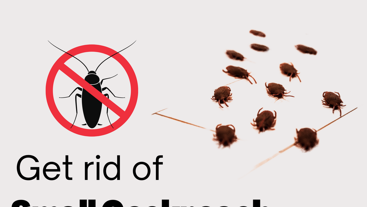 How to get rid of small roaches naturally?