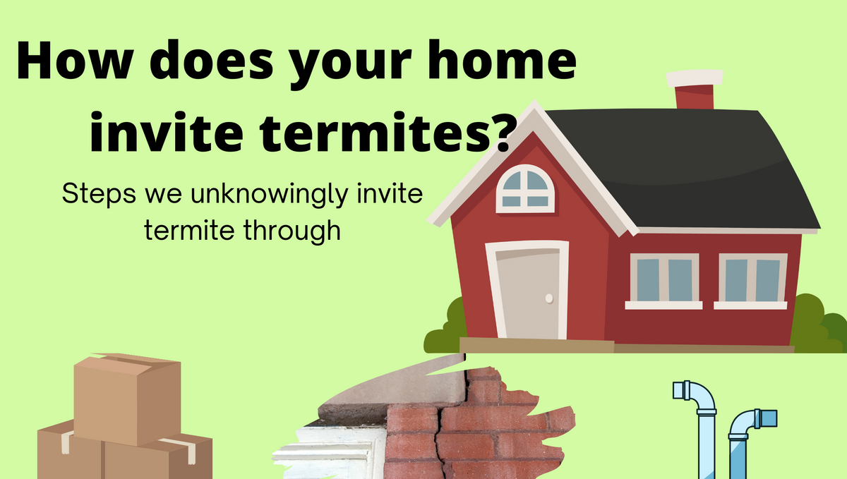 Everything you want to know about termite treatment while constructing homes?