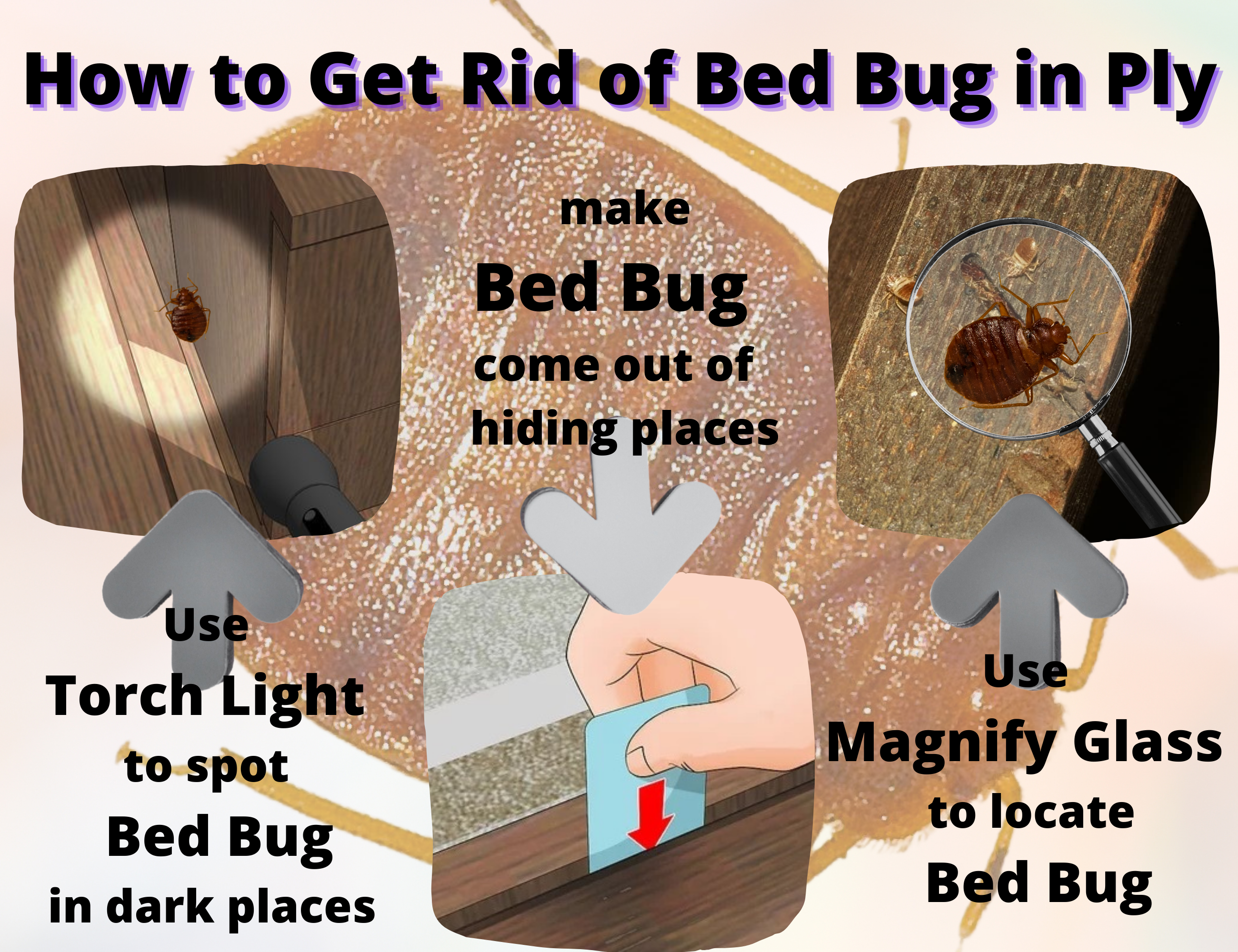 How to get rid of bed bugs in ply?