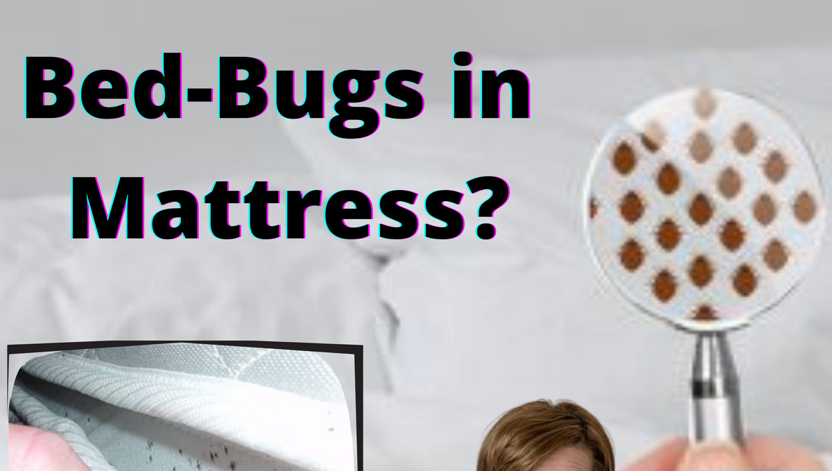How to get rid of bed bugs in a mattress?