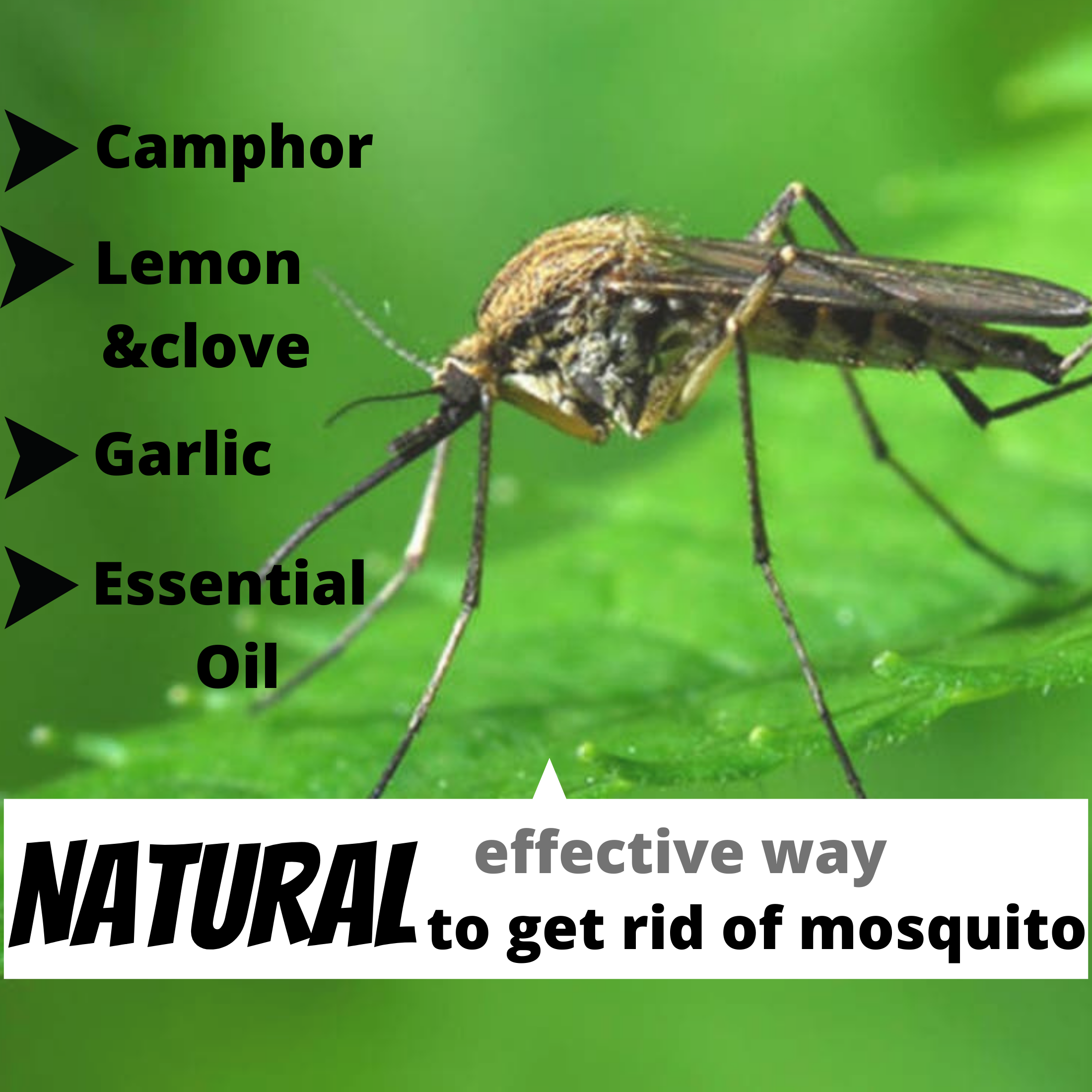 How to get rid of mosquitoes naturally?