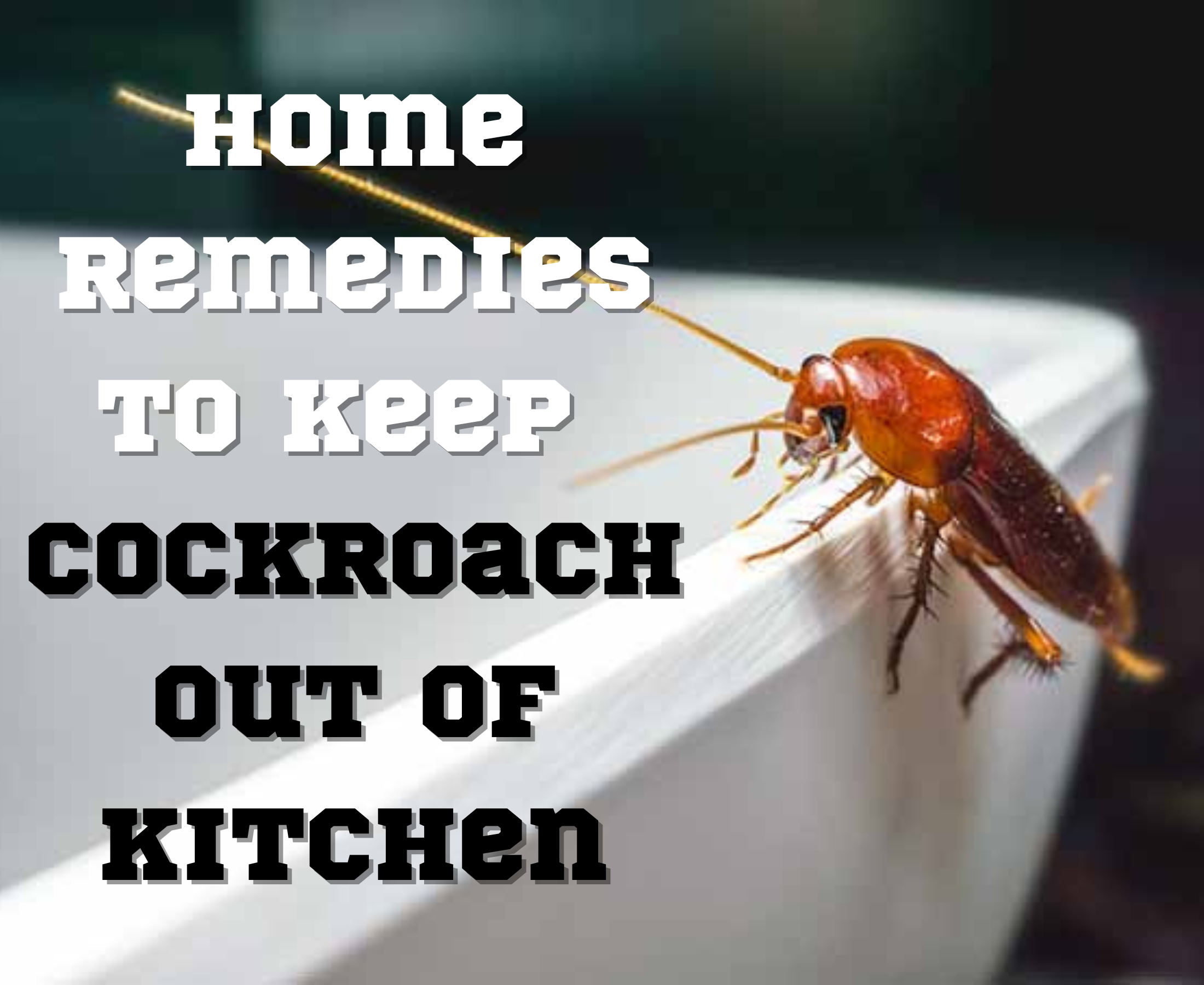How to keep cockroaches out of the kitchen?