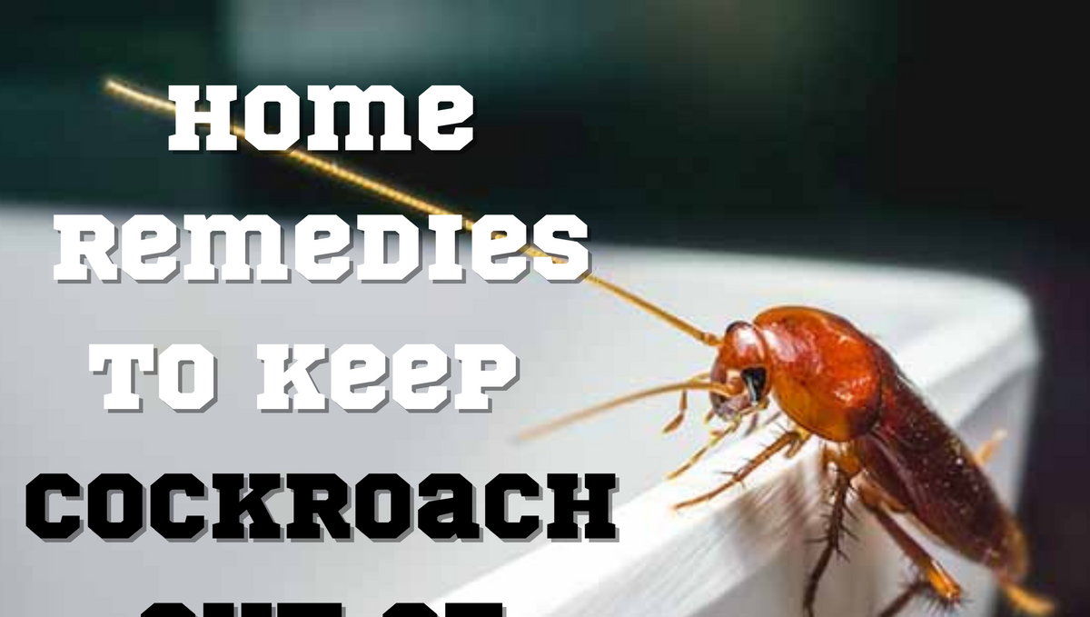 How to keep cockroaches out of the kitchen?