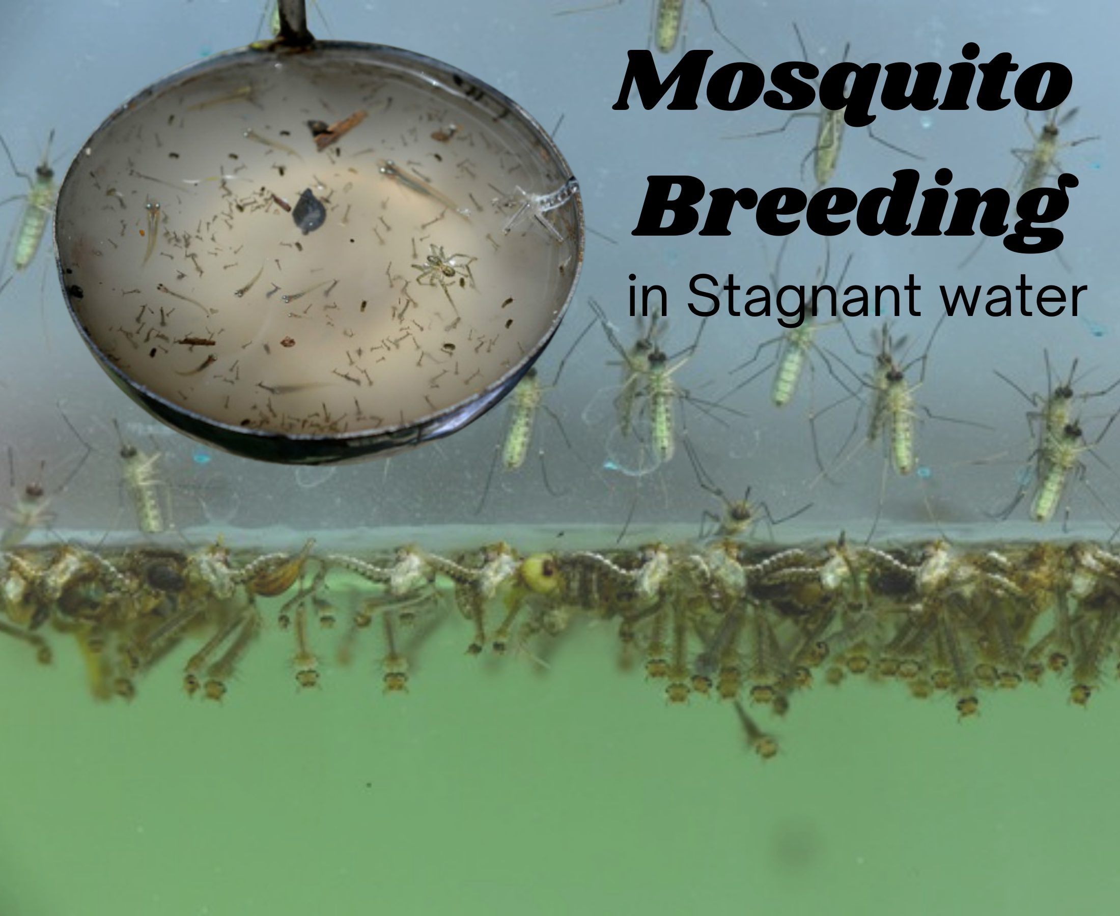 How to stop mosquito breeding in stagnant water around the house?