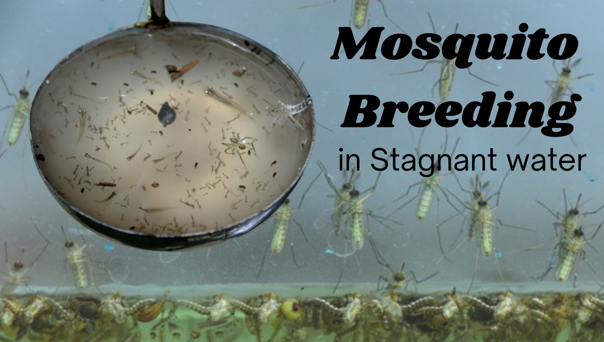 How to stop mosquito breeding in stagnant water around the house?