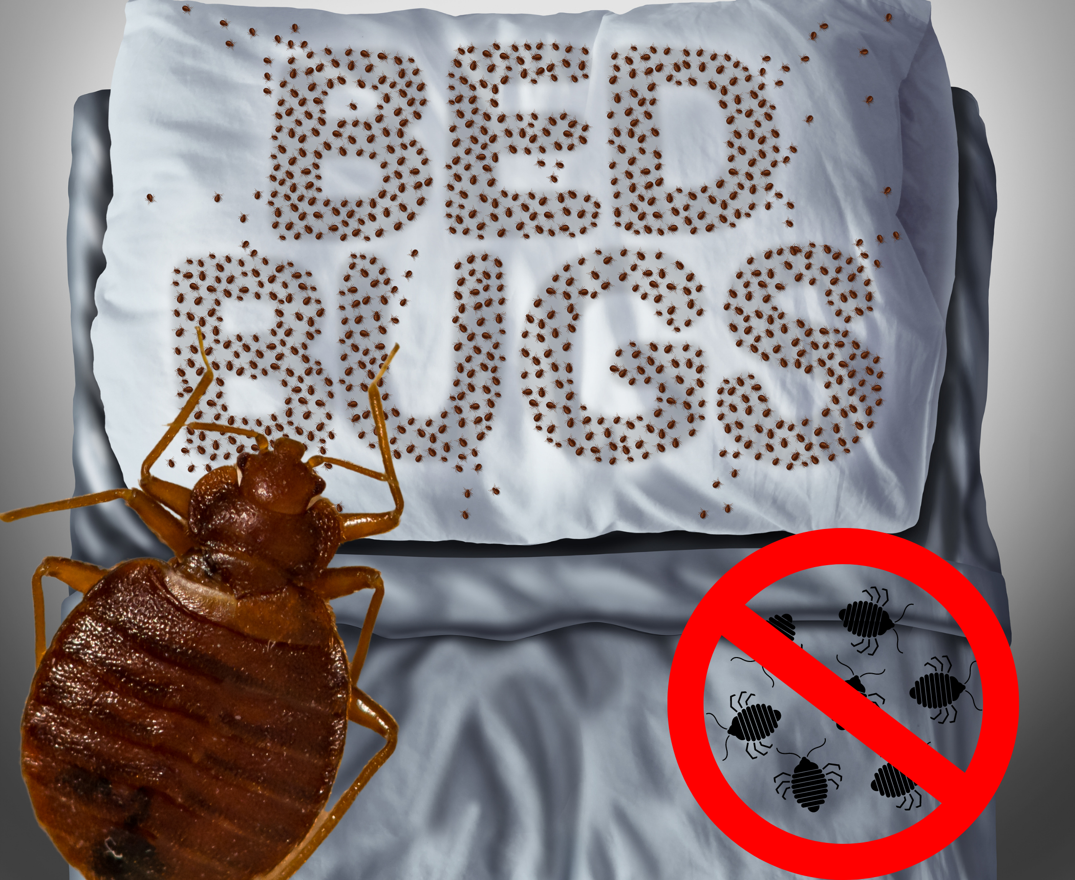 Is bed bug Toxic for health?