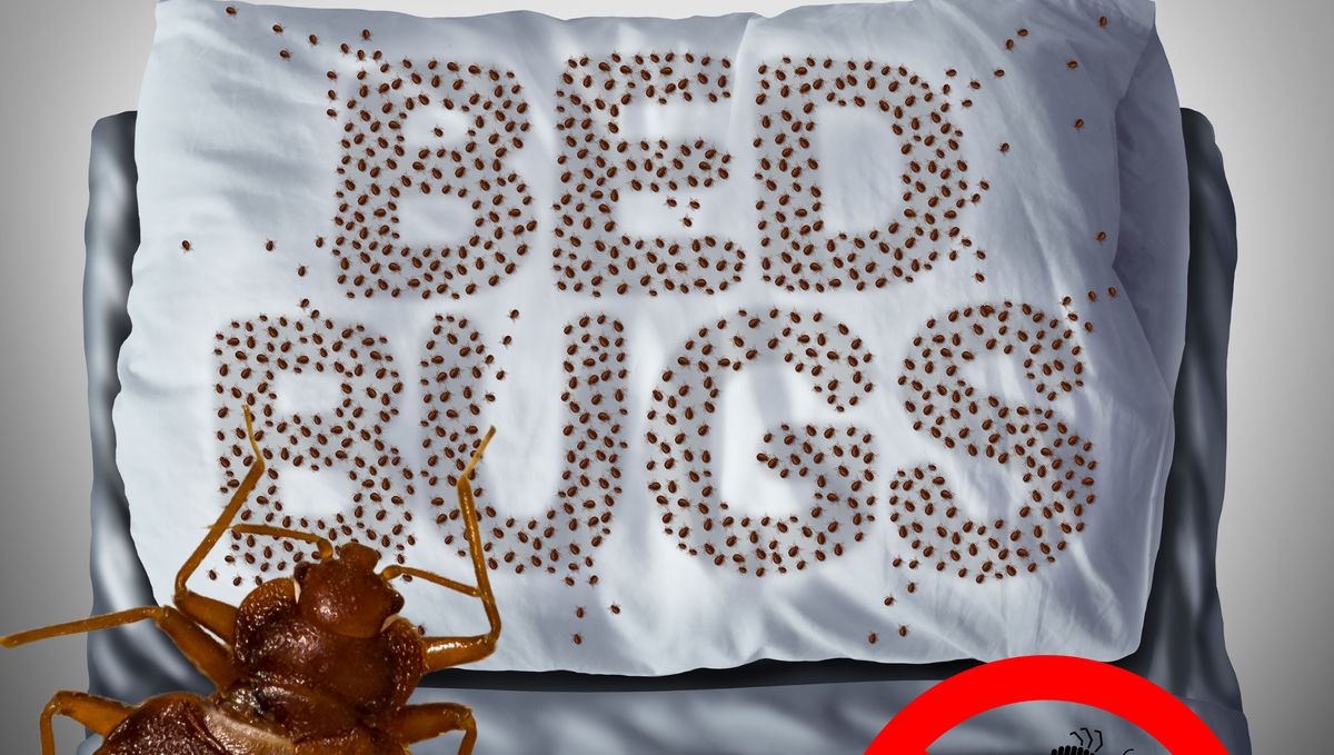 Is bed bug Toxic for health?