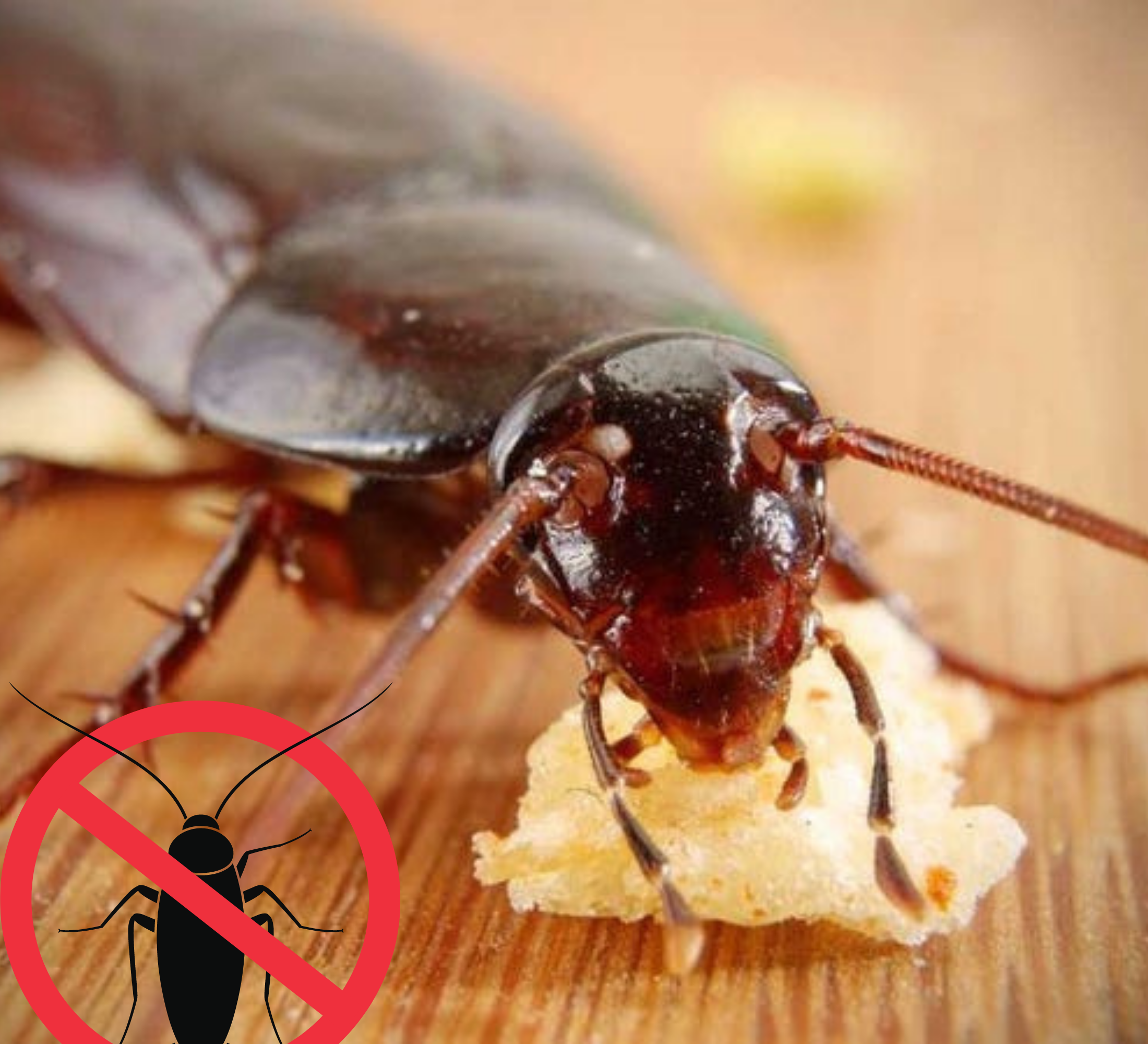 What Kills Cockroach Instantly?