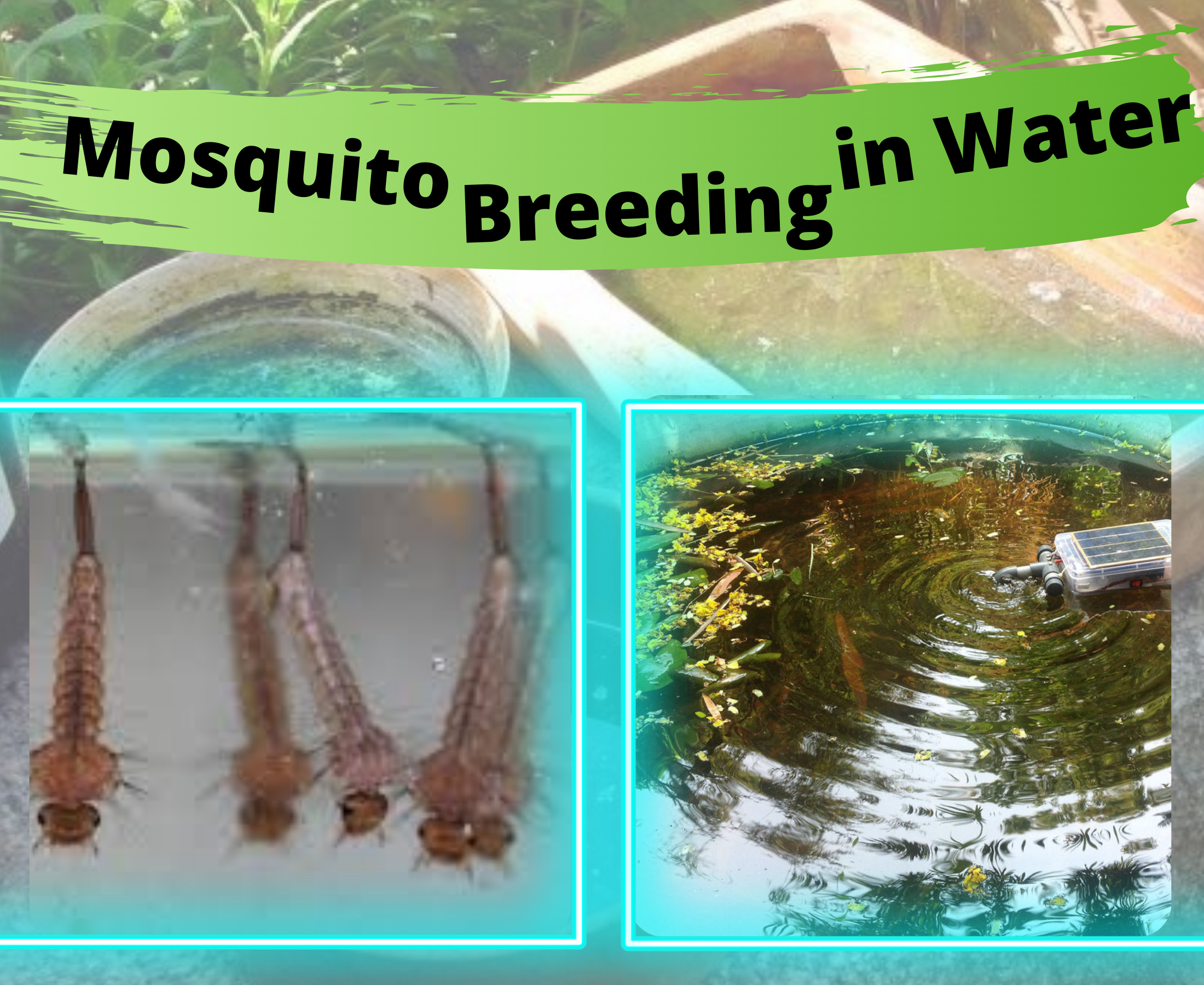 How to control mosquito breeding in a water tank?