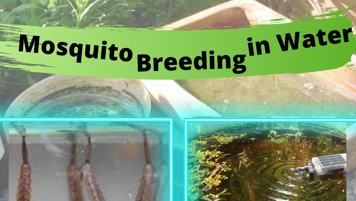 How to control mosquito breeding in a water tank?