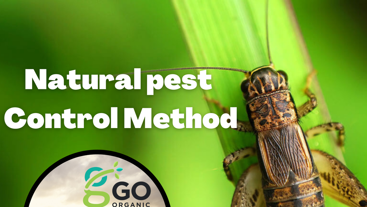 Can we get rid of harmful insect using natural methods or chemicals?