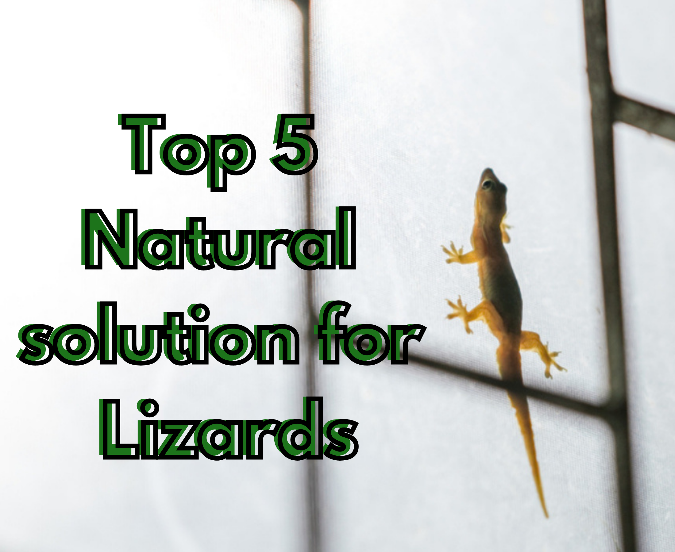 5 Best natural methods to control lizards permanently