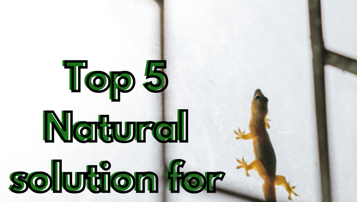 5 Best natural methods to control lizards permanently