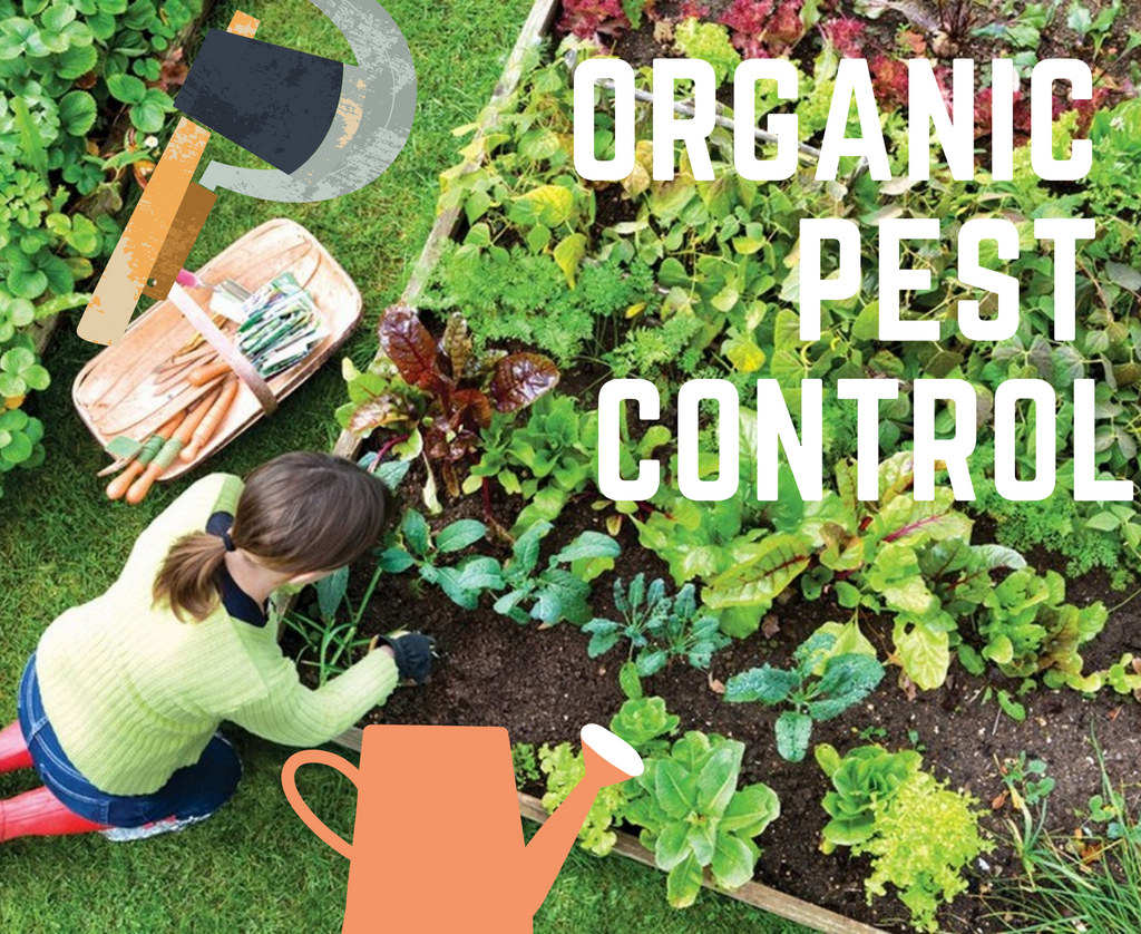 What Is Organic Pest Control   Organic Pest Control 1024x1024 