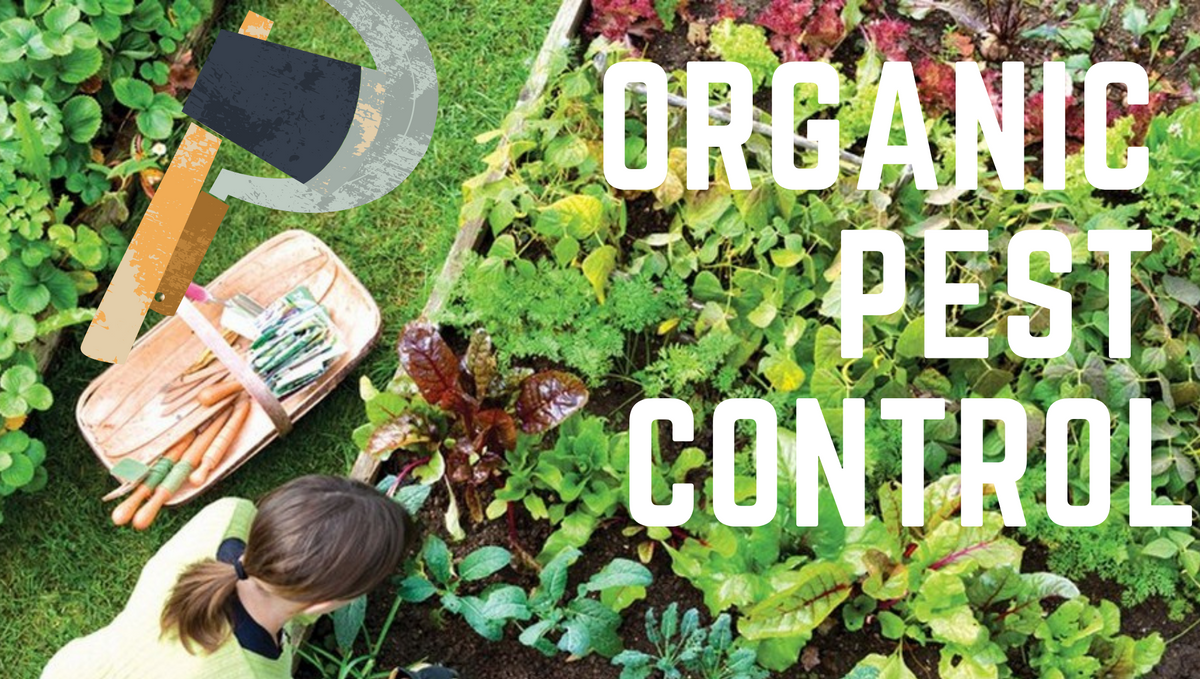 What Is Organic Pest Control?