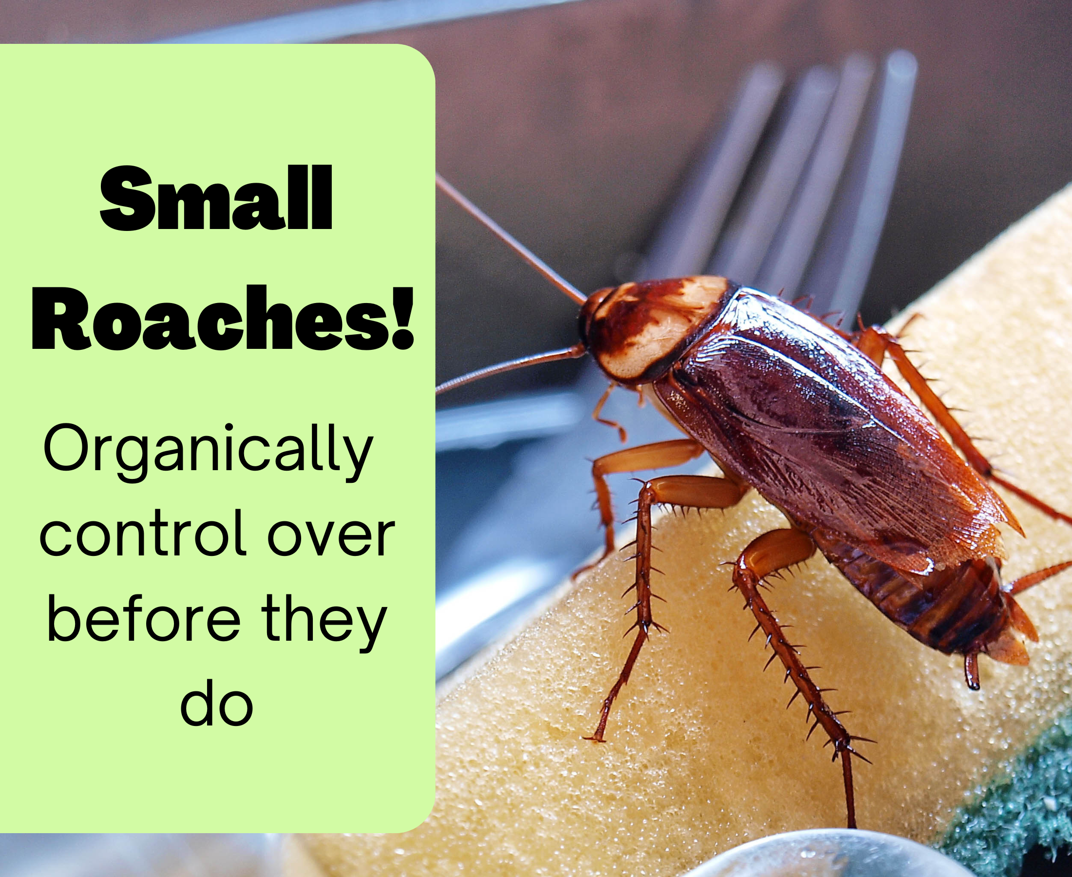 Small roaches are troublemaker! How to kill small roaches fastest?