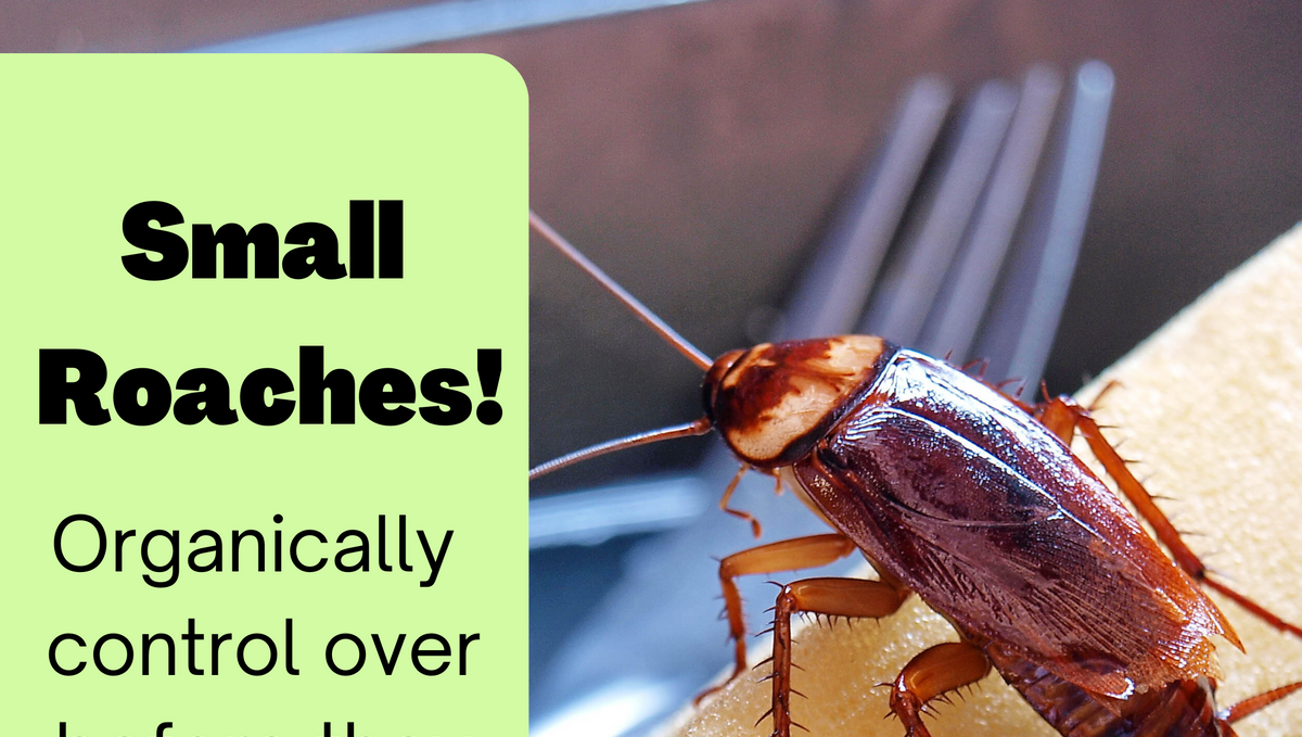 Small roaches are troublemaker! How to kill small roaches fastest?