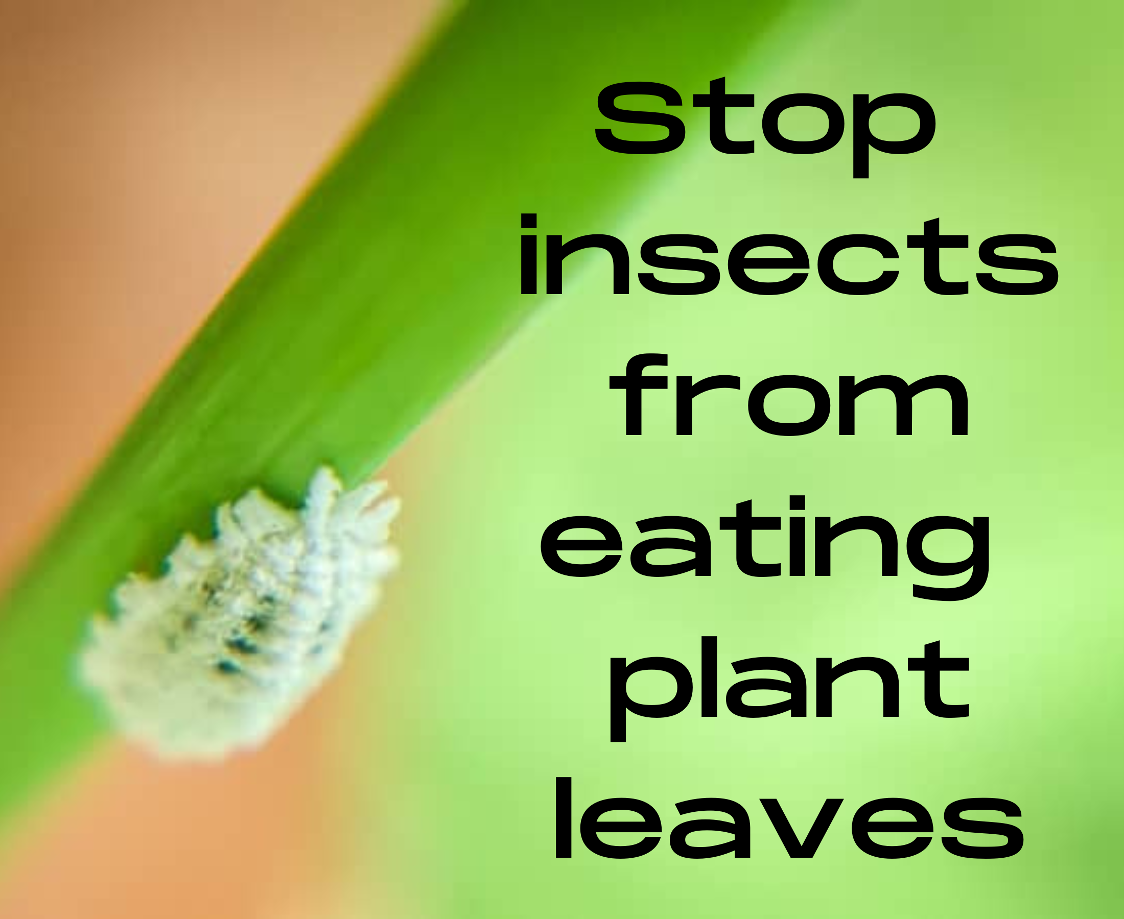 How to stop insects from eating plants naturally?