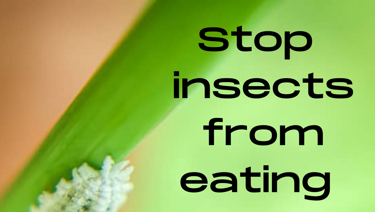 How to stop insects from eating plants naturally?