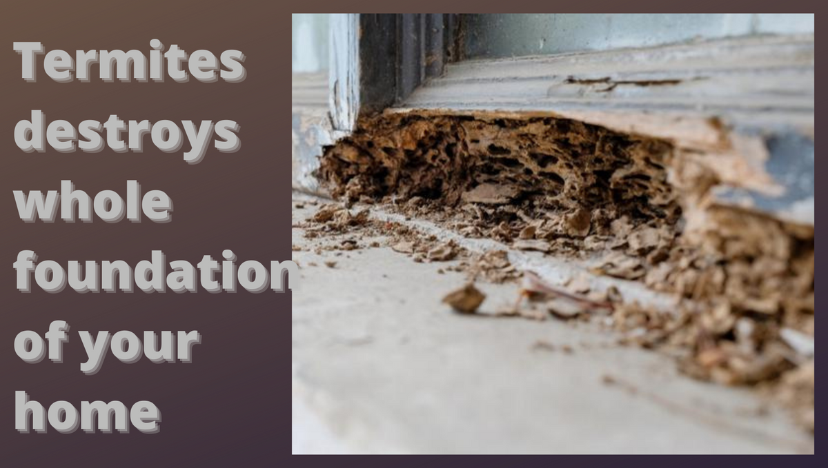 How to get rid of Termites at your home?