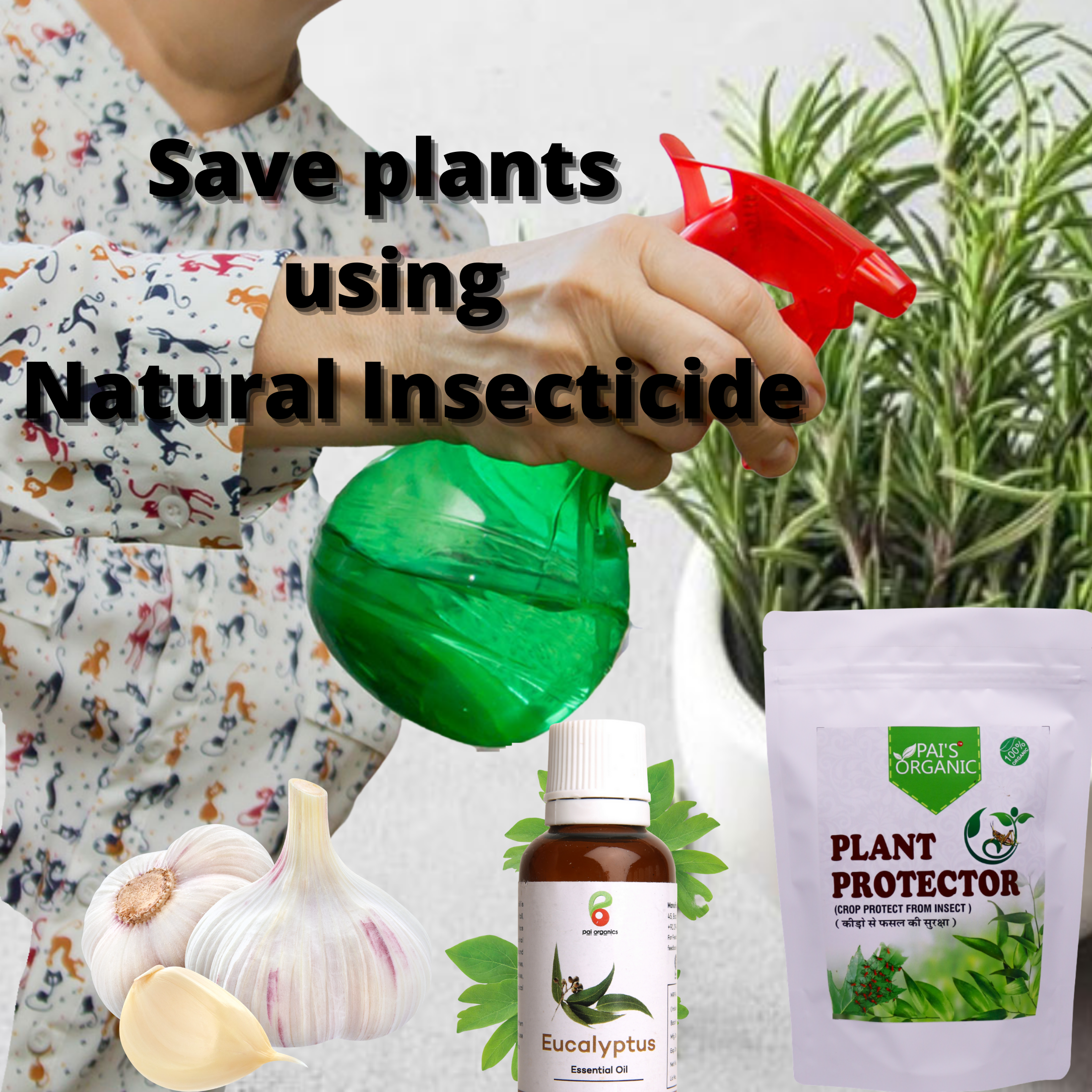 What are natural insecticides for indoor plants?