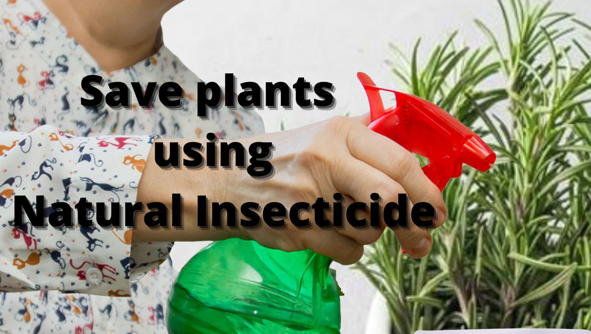 What are natural insecticides for indoor plants?