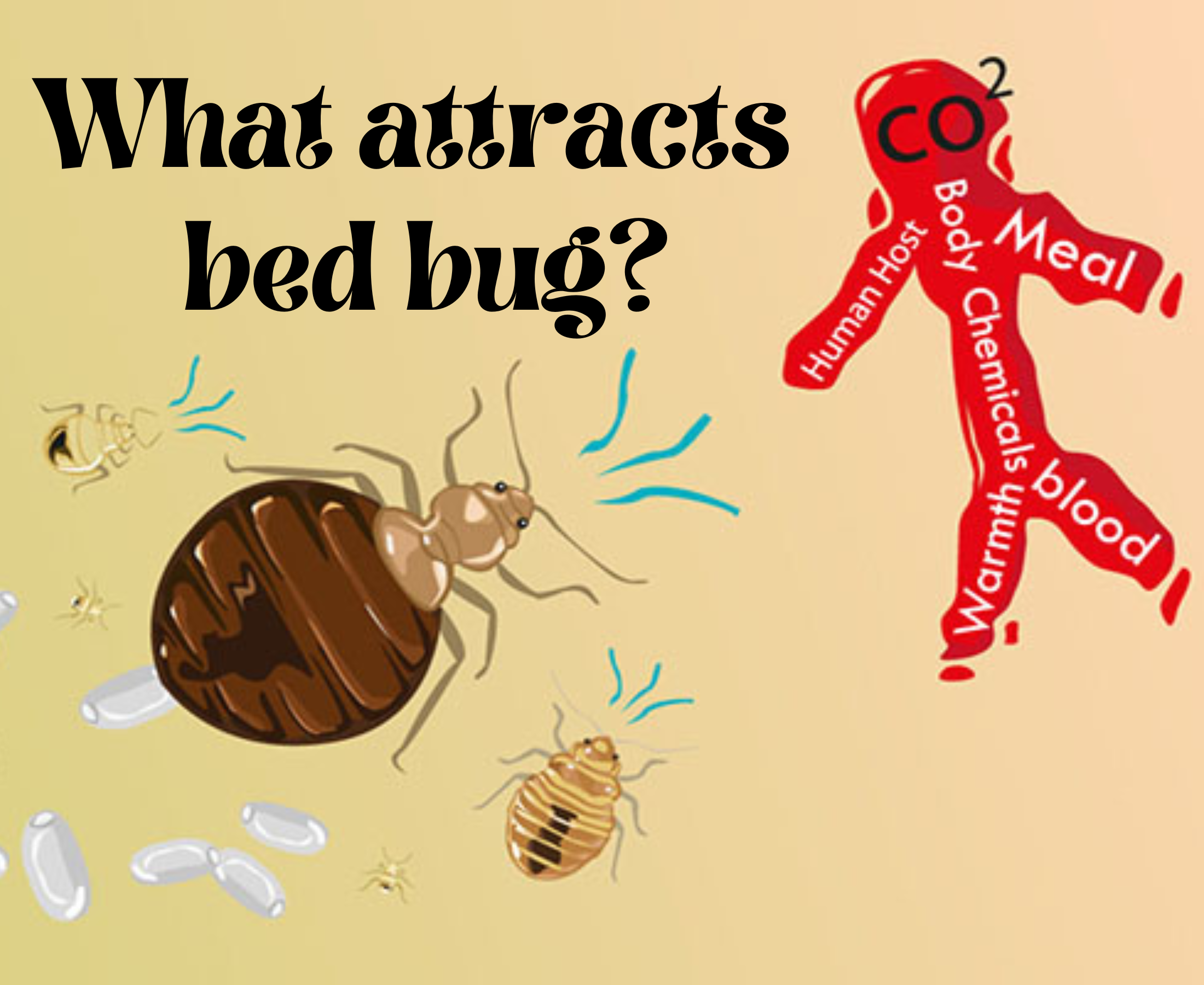 What is the main cause of bed bugs?