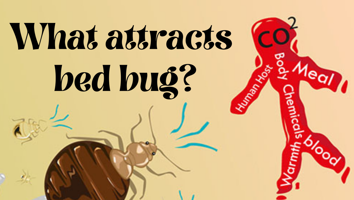 What is the main cause of bed bugs?