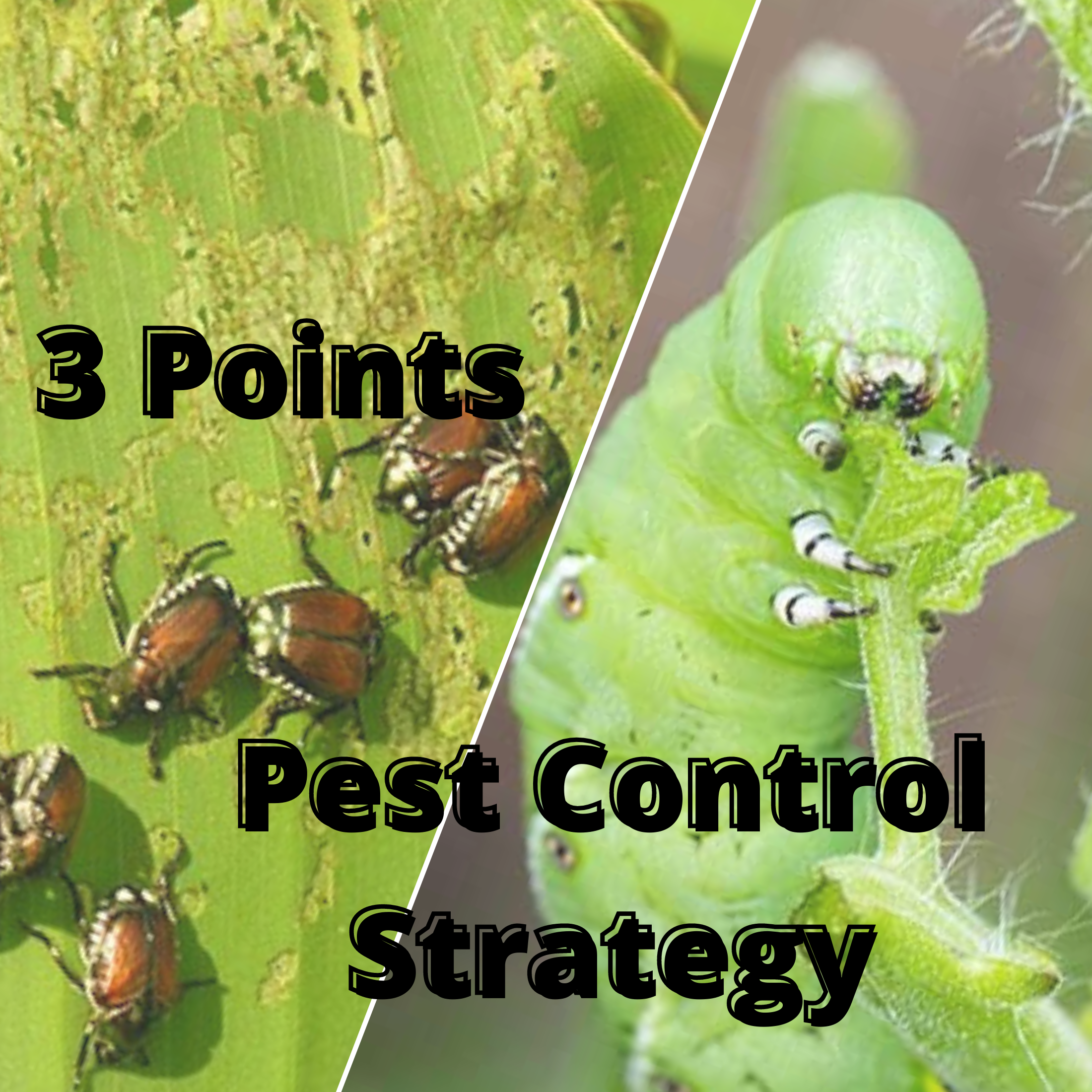 What is 3 point strategy for pest control?