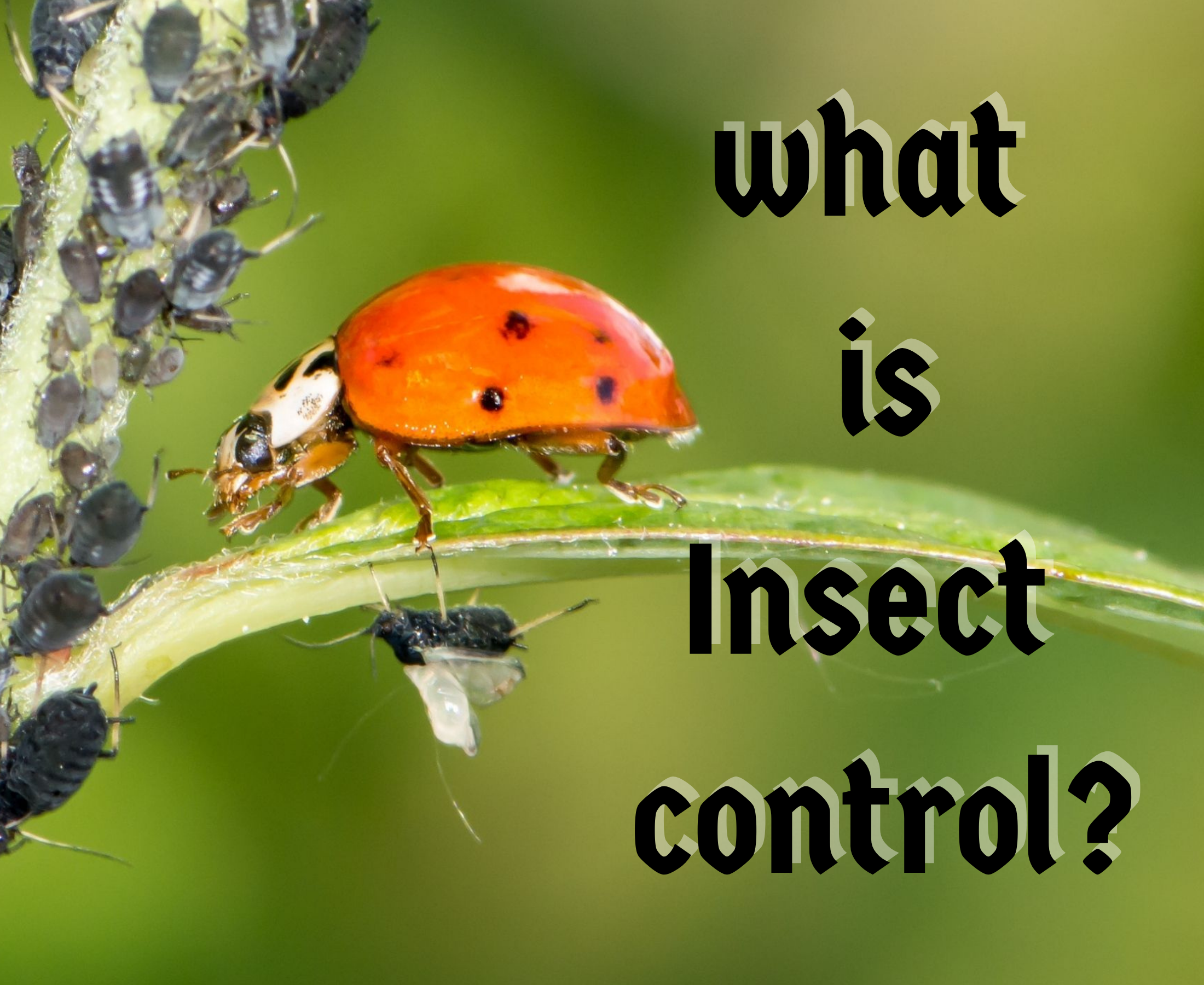 What do you mean by natural control of insects?