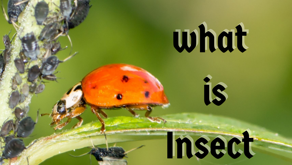 What do you mean by natural control of insects?