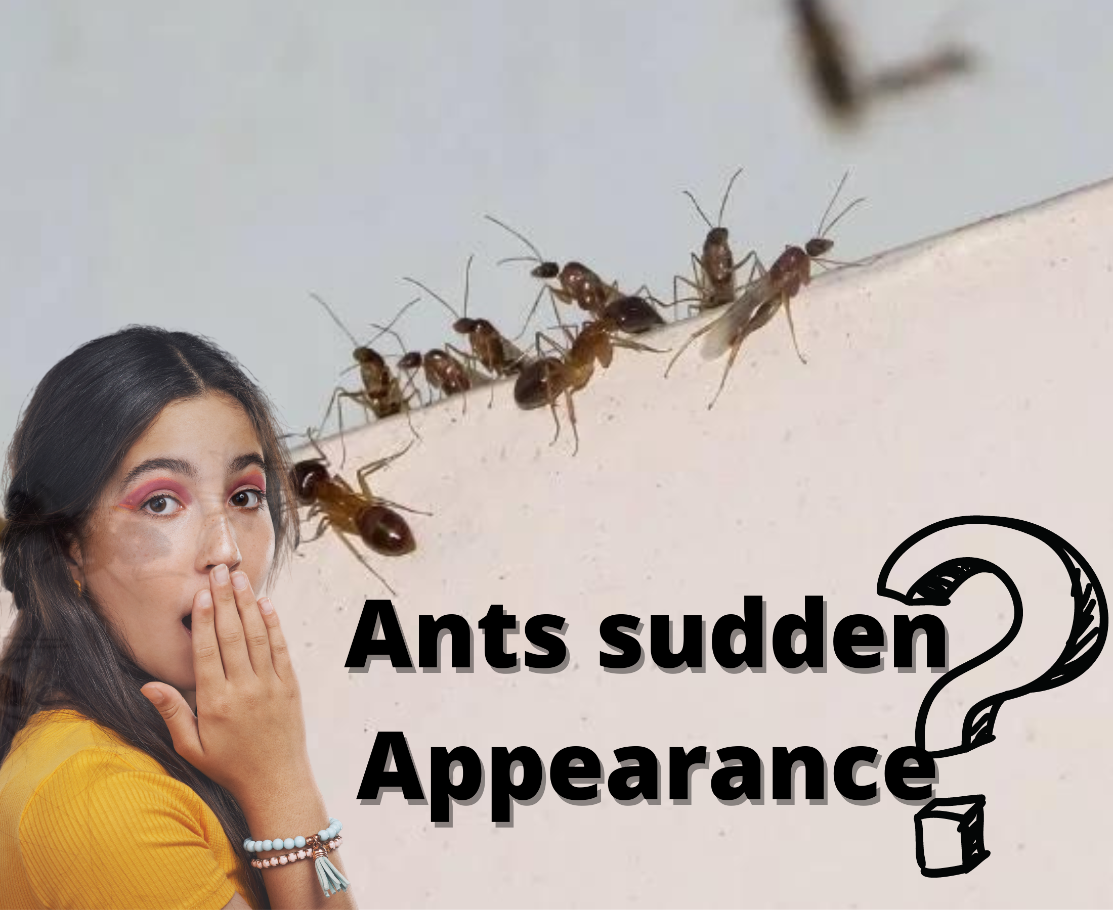 Why do ants suddenly appear in the house?